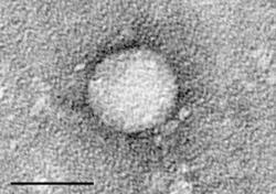 The hepatitis C virus (HCV) HCV belongs to the genus Hepacivirus, within the