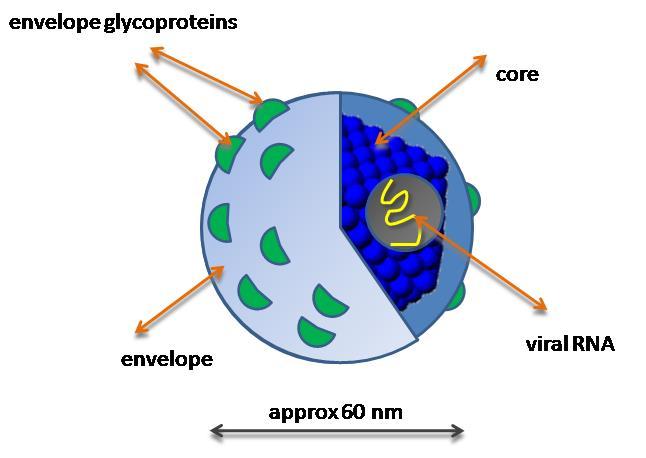 Morphology Enveloped RNA virus with an inner nucleoprotein core Envelope contains two