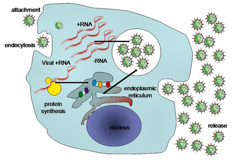 Replication Replication in the cytoplasm of hepatocytes Rapid viral