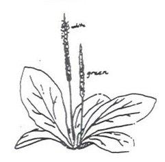 Grade Three Fall Page 17/31 USEFUL COLONIAL PLANTS SHEET PLANTAIN E 9 Description: Leaves in cluster close to ground; seed stalk 5-6 inches tall Uses: Leaves stop bleeding and help cuts to heal.