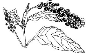 Pokeweed Dark berries used to make ink and dye.