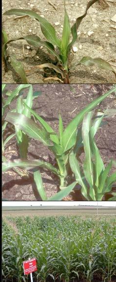 P Deficiency in Corn Purpling of leaf margins Older leaves Emerging leaves