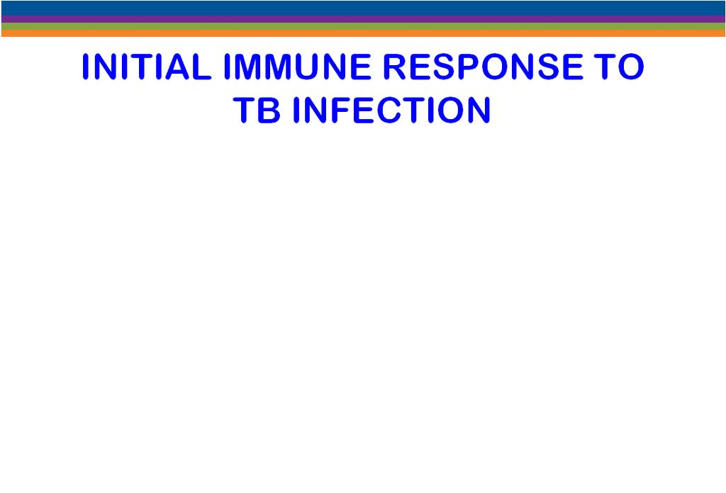 LATER IMMUNE RESPONSE TO TB INFECTION Adaptive Immunity - All Cell-Mediated Response T cells» Th1 cells» Interleukin 12» Interferon gamma Activated