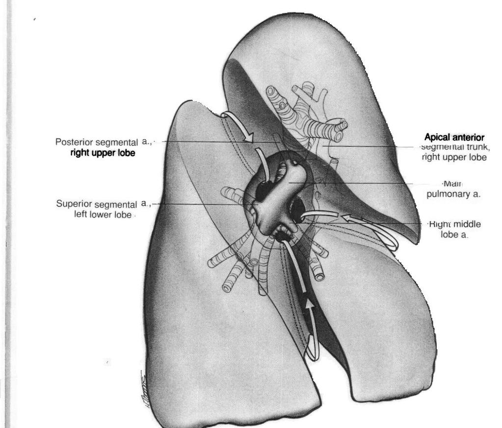 RIGHT LUNG: