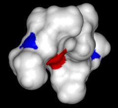 Molecular surface of a low energy conformer of penta(-sec-butylglycyl) amide as viewed from an axial perspective.
