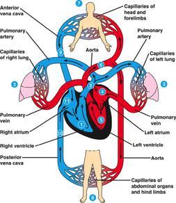 Left side of heart pumps