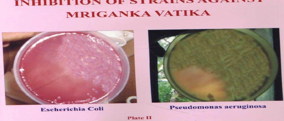 After experimental study, results show that Mriganka vatika has antibacterial activity against strains of gram positive(staphylococcus aureus) as well as gram negative (pseudomonas aeruginosa,