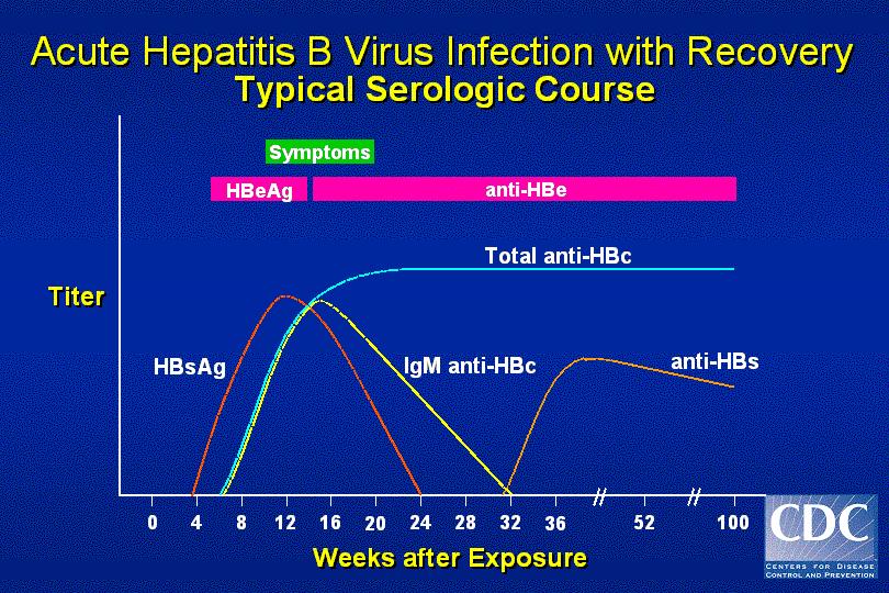 Figure 2. Acute Hepatitis B Virus Infection with Recovery Typical Serologic Course Communicability Persons with either acute or chronic HBV infection should be considered potentially infectious.