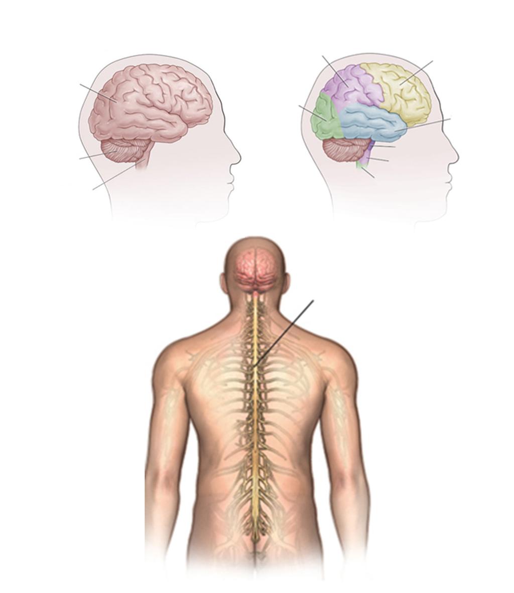 An adult central nervous system (CNS) tumor is a disease in which abnormal cells form in the tissues of the brain and or the spinal cord.