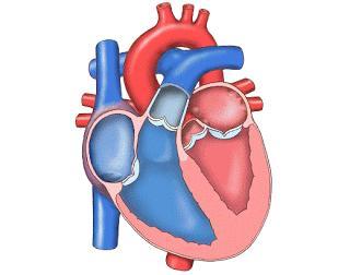 Cardiovascular System (CVS) Blood Pressure (BP) On each ventricular contraction, blood is pumped