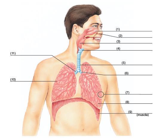 Respiratory System Major Organs of the Respiratory System 1. nasal cavity (NAY-zal) 2. nares (NAH-reez) (nostrils) 3. pharynx (FAR-inks) 4. larynx (LAR-inks) 5.