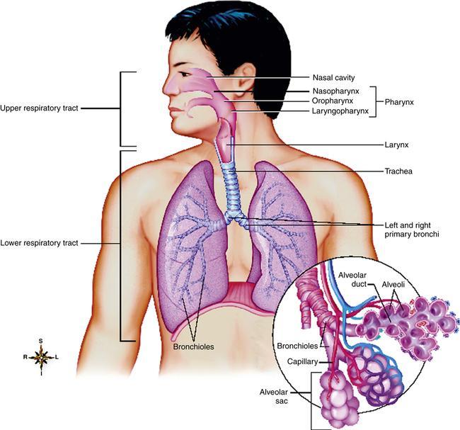 Respiratory System Breath vs Breathe Inhalation