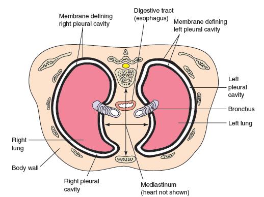 Respiratory System Pleural and Mediastinal Cavities The thoracic cavity contains two