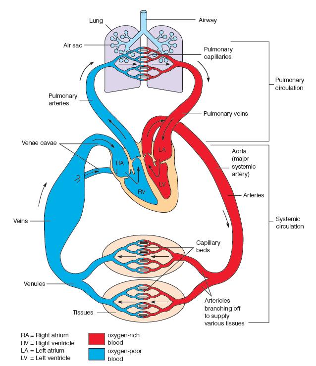 Cardiovascular System (CVS) Major Organs: 1. heart (HART) 2. arteries (AR-ter-eez) 3.