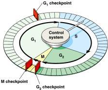 G1/S checkpoint G1/S checkpoint is most critical primary decision point restriction point if cell receives GO signal, it divides internal signals: cell growth (size), cell nutrition