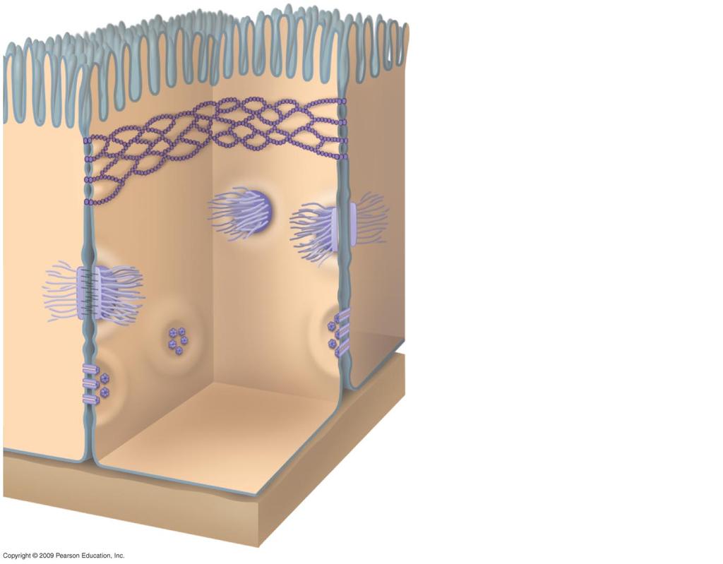 Binding Cells Together Tight Junctions leak proof sheet digestive or nervous system
