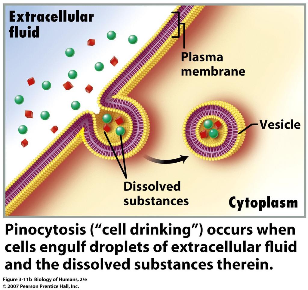 (see next 3 slides for figures): Endocytosis Phagocytosis ( cell ea7ng ) Pinocytosis ( cell drinking ) Exocytosis