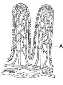 5 Villi are found in some parts of the digestive system. Diagram shows two villi.
