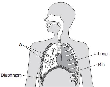 6 Our lungs help us to breathe. The image below shows the human breathing system. (a) (i) Name part A. () Give one function of the ribs.