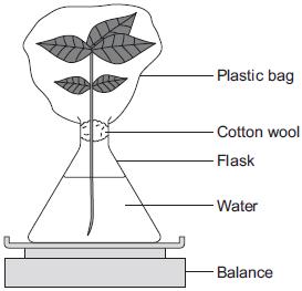 (v) Suggest what conclusion can be made about the effect of the fan on water loss from the plant shoot. () (c) The students carried out another experiment at 20 C, with no fan.
