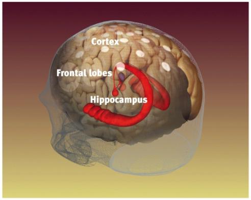 25 Hippocampus Hippocampus a neural center in the limbic system that processes explicit memories.