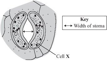 7 Plant leaves have many stomata. The diagram shows a stoma. Name cell X The table shows the mean widths of the stomata at different times of the day for two different species of plant.
