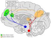 Working memory components: Central executive : Prefrontal cortex is directly connected to sensory areas, controlling these processes and directing activity within