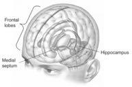 The Hippocampus and Learning / Memory hippocampal inputs (neocortex) alter its circuitry to set up an index of