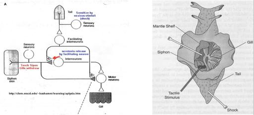 SNAIL MODEL OF HABITUATION 40 BIG sensory neurons in siphon > 6 motor neurons