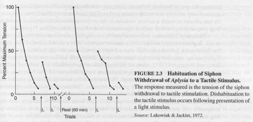 SNAIL MODEL OF HABITUATION continued stimulation