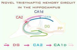 The Hippocampus, NMDA Receptors, and Learning tri-synaptic pathway: