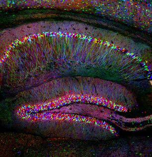 cortical inputs and outputs hippocampal circuits set up an index of