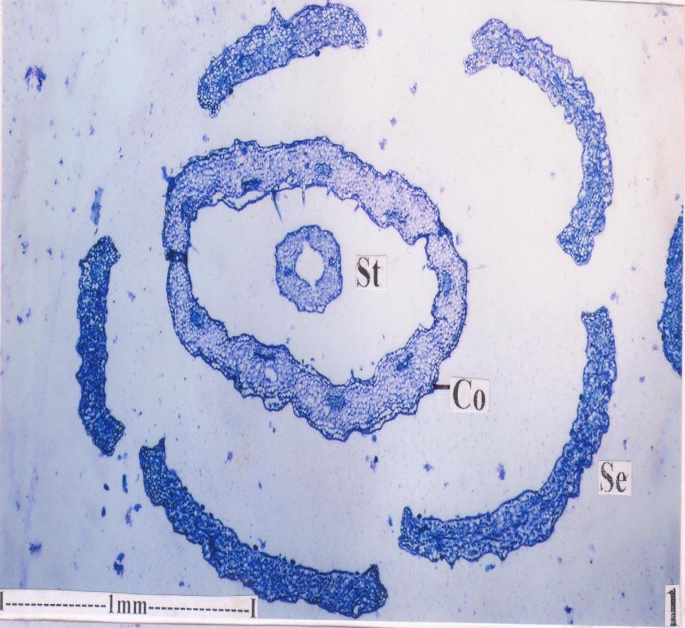 parenchyma cells.