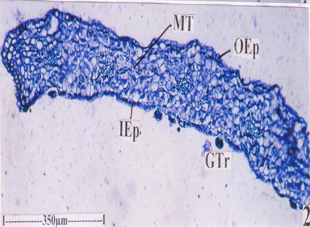 The vascular strands have large groups of thick walled xylem elements and a thin layer of darkly