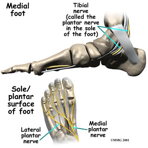 Two tendons run behind the outer bump of the ankle (called the lateral malleolus) and help turn the foot outward. Many small ligaments hold the bones of the foot together.