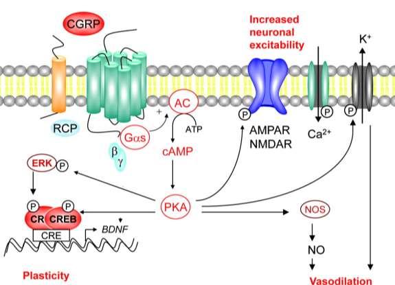 Calcitonin Gene-Related Peptide Mechanism for Promoting Neuronal Sensitization PKA = Protein Kinase A Key role In