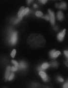 glia cells 1000 μm Longitudinal section from rat
