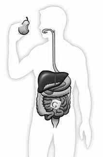 entrance Sugar entrance closed Normally, your pancreas senses the amount of sugar in your blood. It releases the right amount of insulin so that all of the cell doors open for sugar to enter.