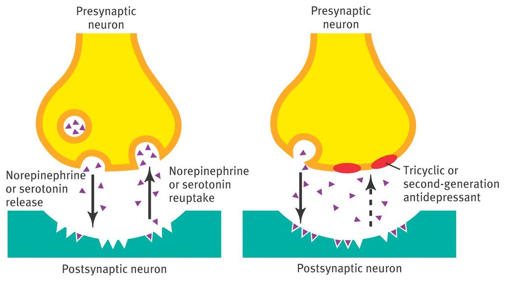 neurotransmitter in the synaptic cleft.