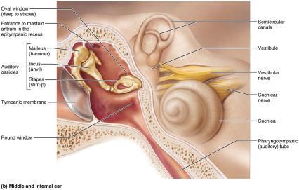 Structure of the Ear (2 of 2) Figure 15.