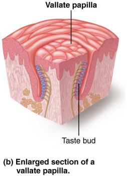 Location and Structure of Taste Buds on the Tongue Basic Taste Sensations There are five basic taste sensations 1. Sweet sugars, saccharin, alcohol, some amino acids, some lead salts 2.