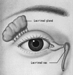 Tears production : lacrymal gland - Age-related involution Dry Eye mechanisms - Sjogren type I or II (dry mouth, arthritis)!