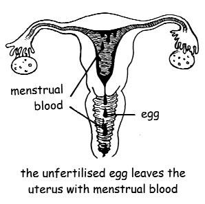 about the menstrual cycle are necessary. The first day of your period is the first day of your menstrual cycle. After the period, one egg starts to ripen in one of the ovaries.