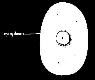 Cytoplasm Within a cell, there is fluid that surrounds each part of the cell