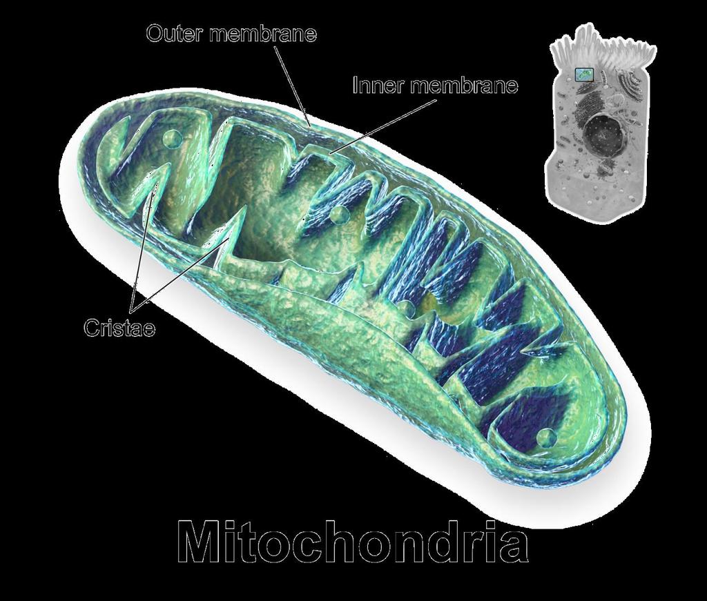 Mitochondrion The mitochondria is often known as