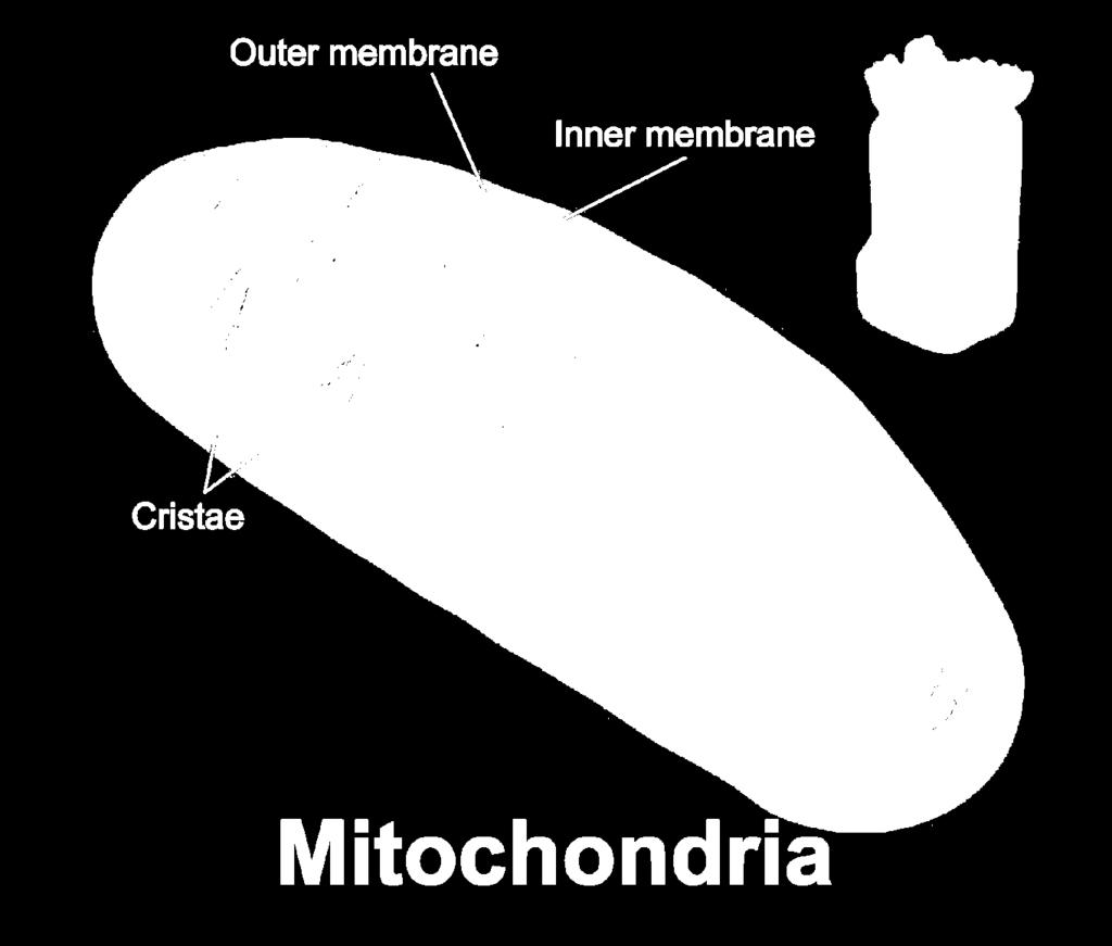The mitochondrion is responsible for creating