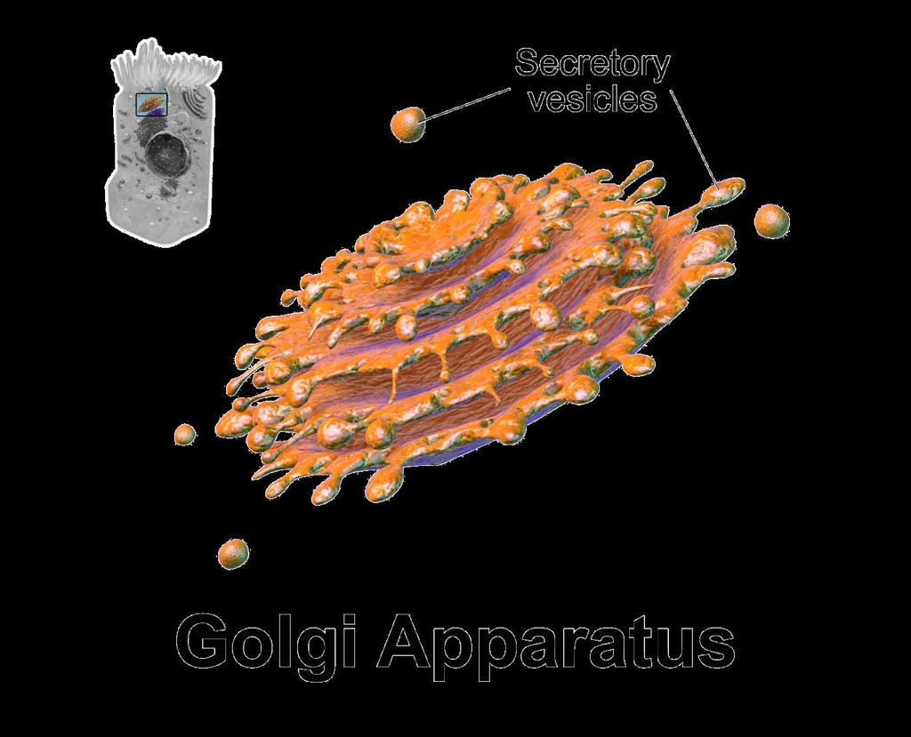 Golgi Complex The Golgi Complex is also known as the Golgi Apparatus.