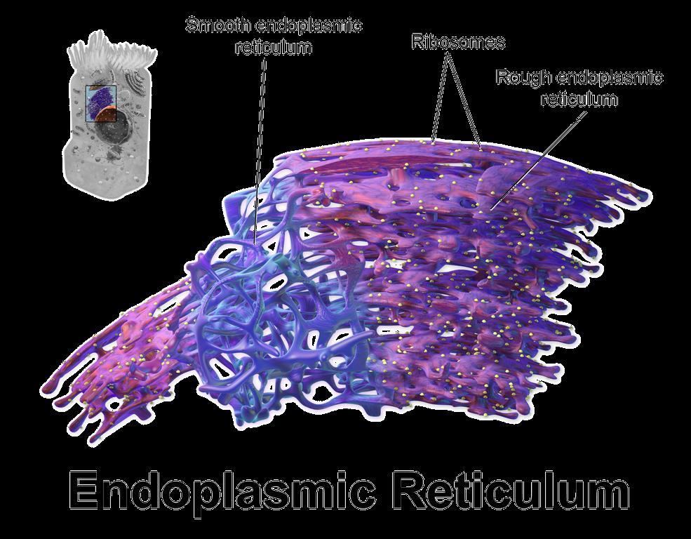 Endoplasmic Reticulum The Endoplasmic Reticulum is responsible for