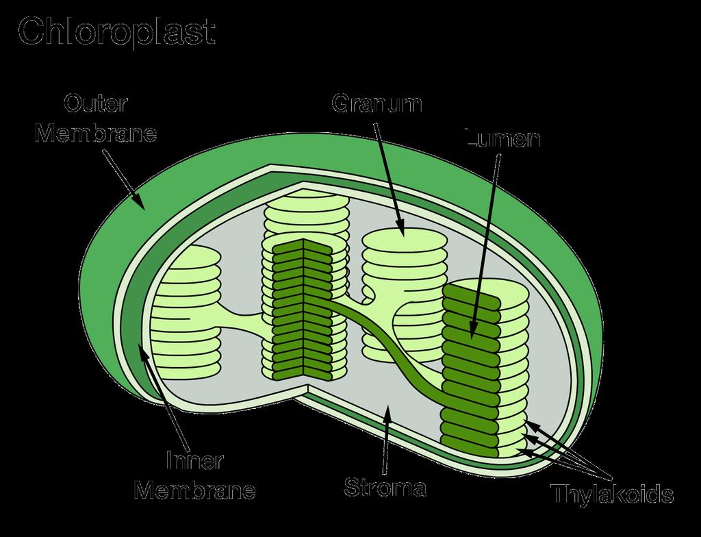 Chloroplasts The chloroplasts of a cell are in charge of producing food that is