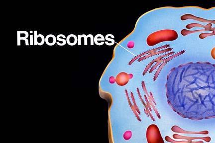 Ribosomes Ribosomes build proteins and can be found either floating free or attached to the Endoplasmic Reticulum.